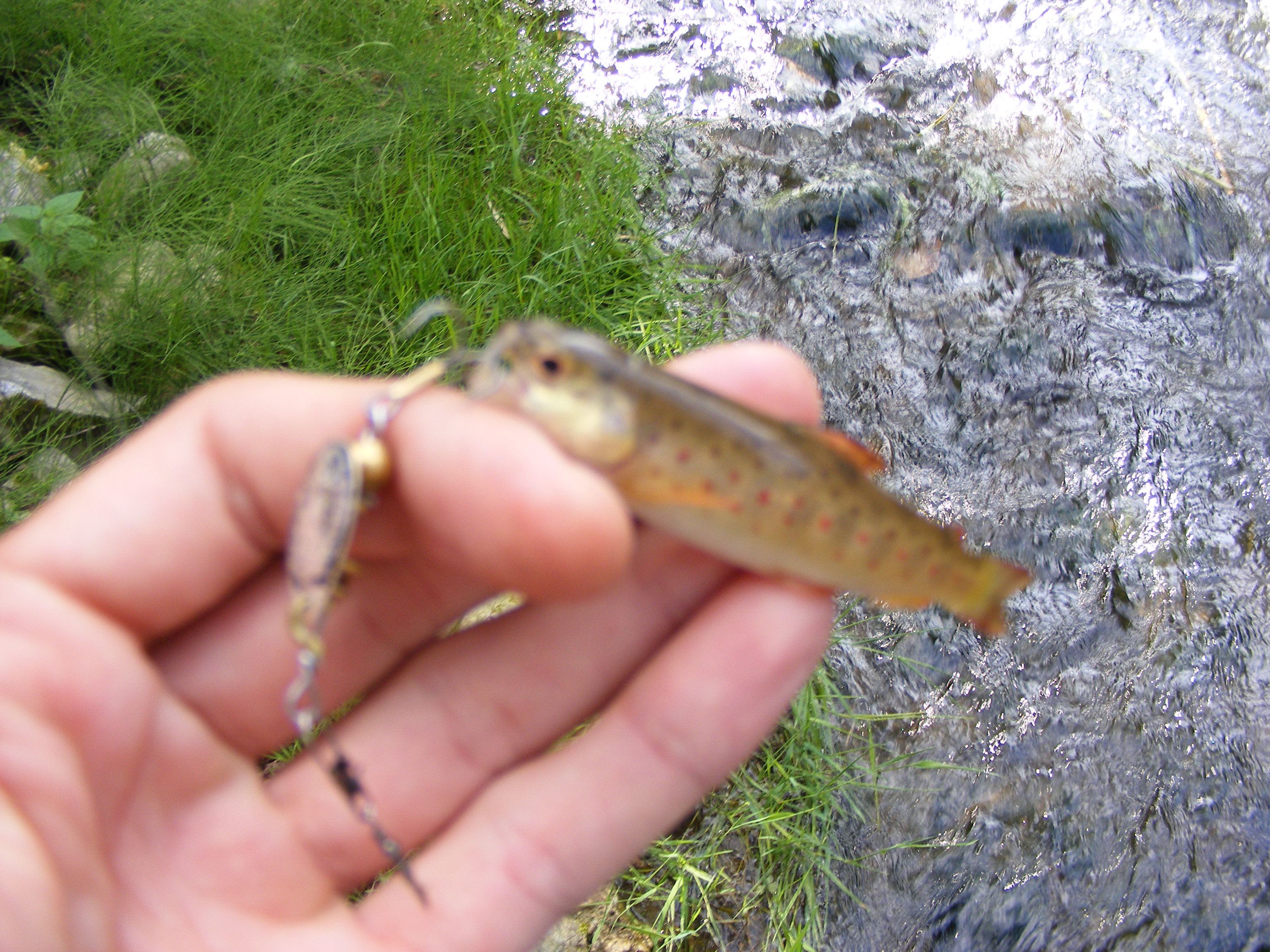 dscf1485.JPG