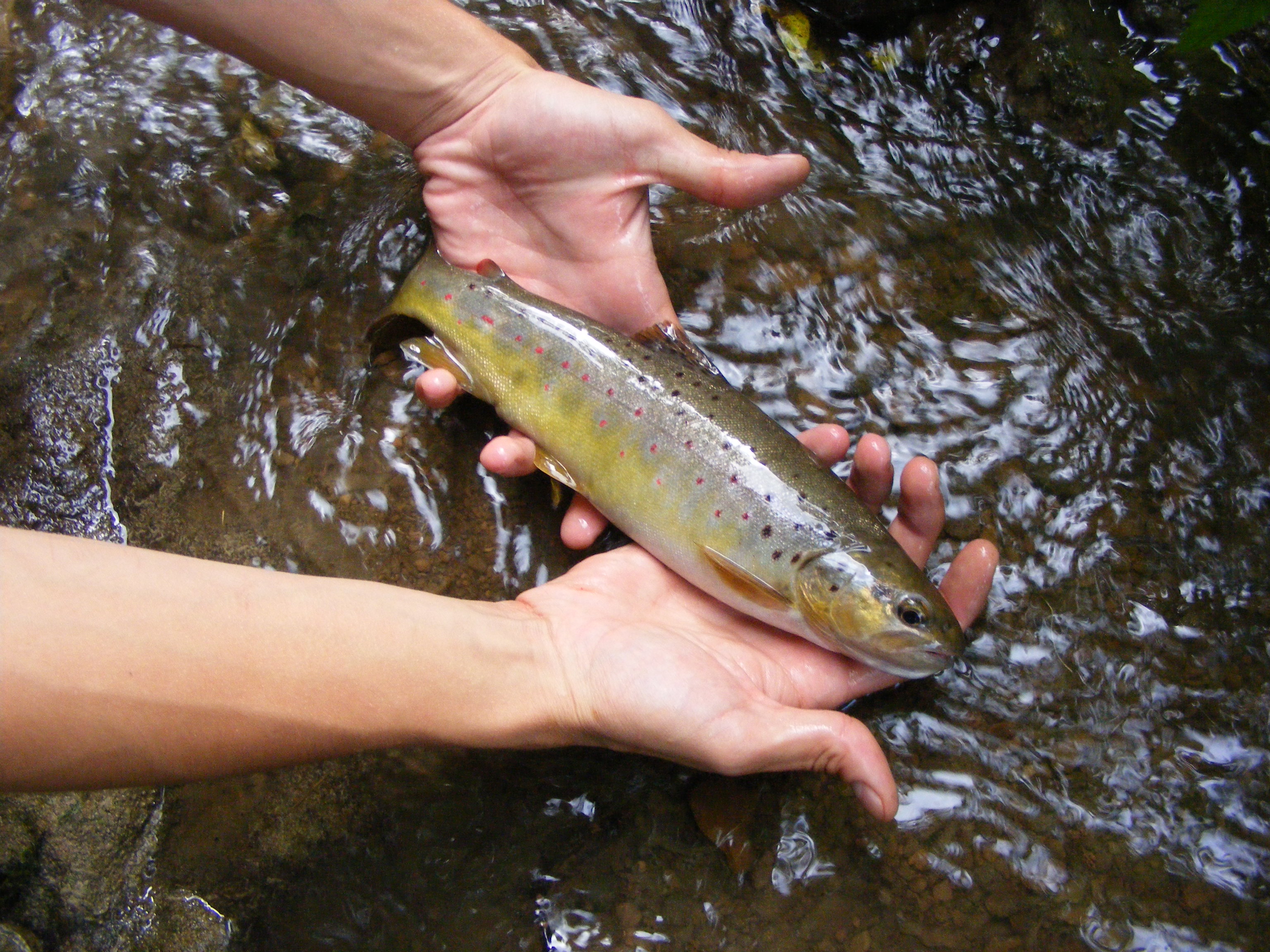 dscf1505.JPG