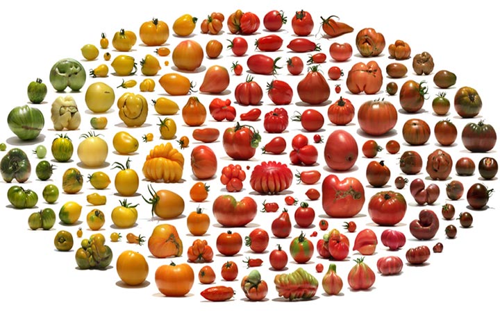 heirloom-tomatoes-varieties.jpg