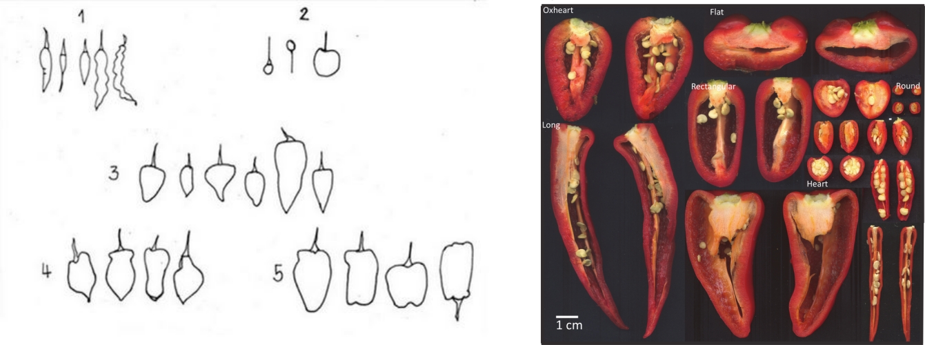 international_plant_genetic_resources_insitute_1995-side.JPG