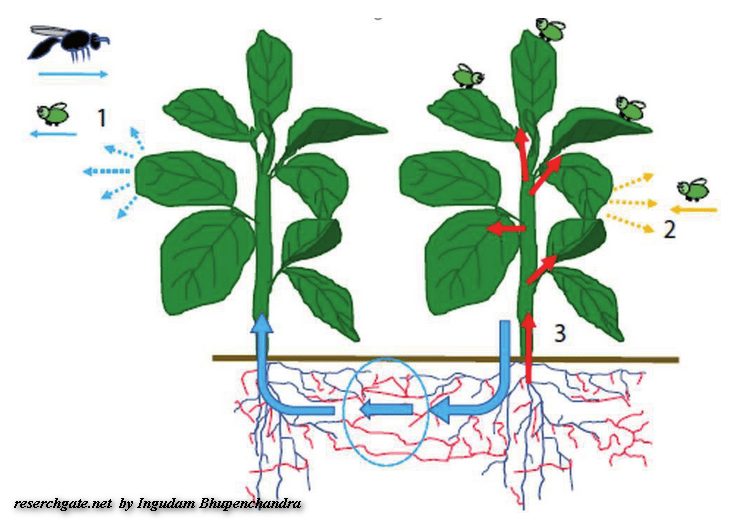 mikorrhiza3.PNG