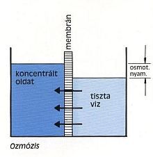 ozmozis1_220x226_1.jpg