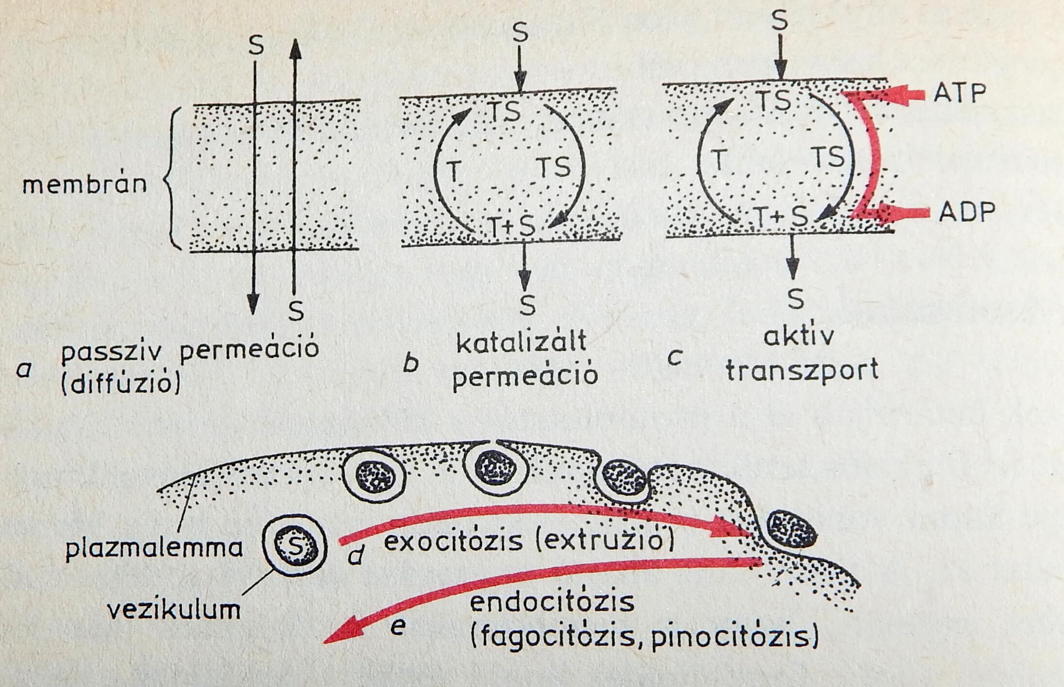 transzportfolyamatok_membranokban.JPG