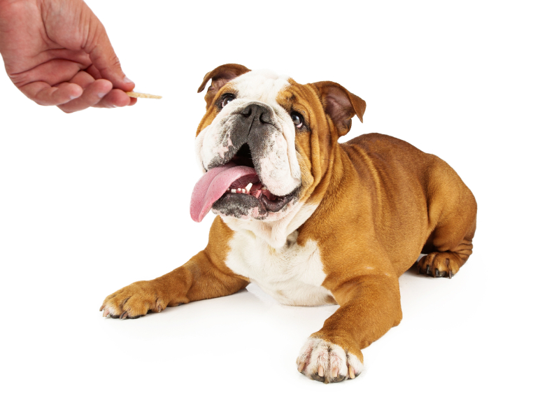 bulldog-with-treat.png