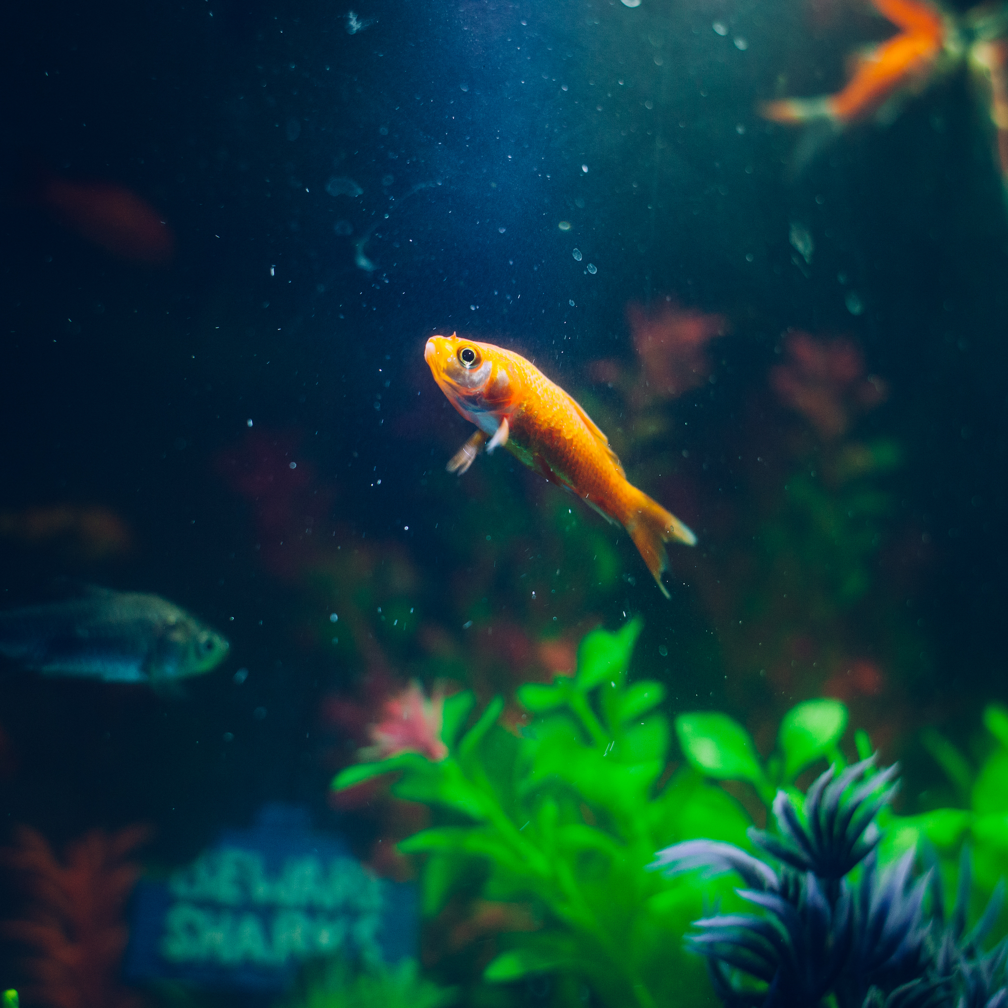 goldfish-animal-fish-pet-72288.jpeg