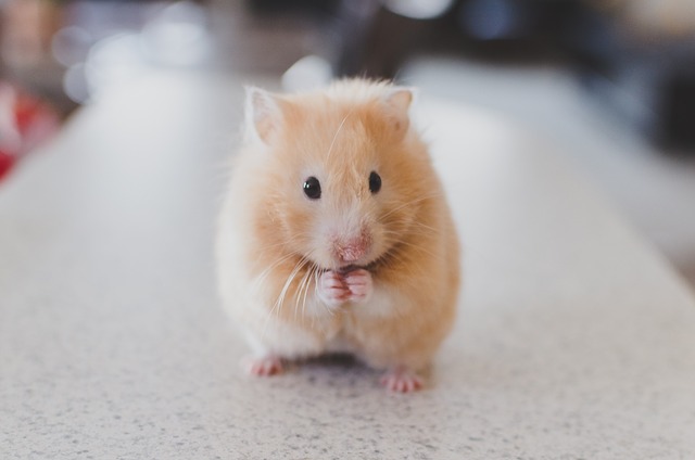 hamster-690108_640.jpg