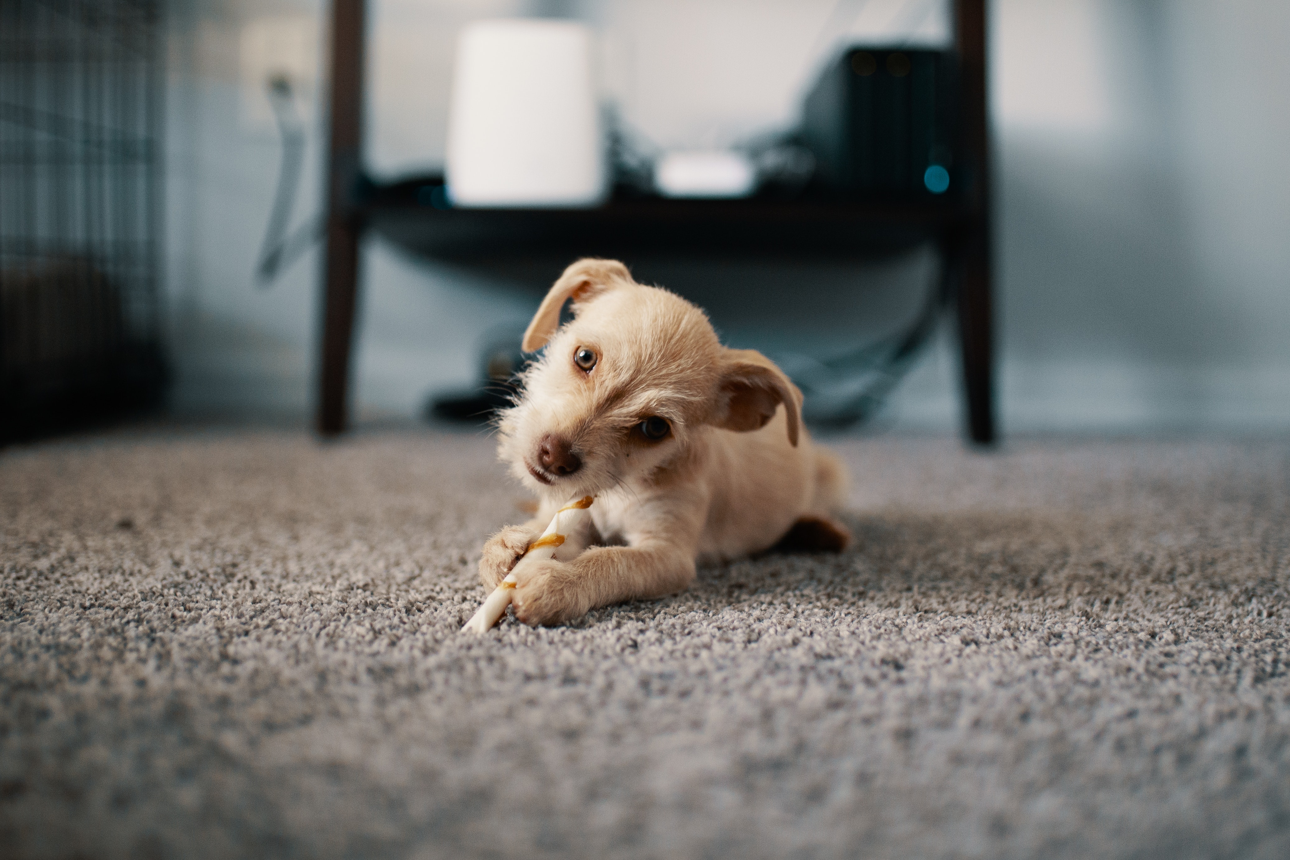 photo-of-puppy-lying-on-carpet-1750378.jpg