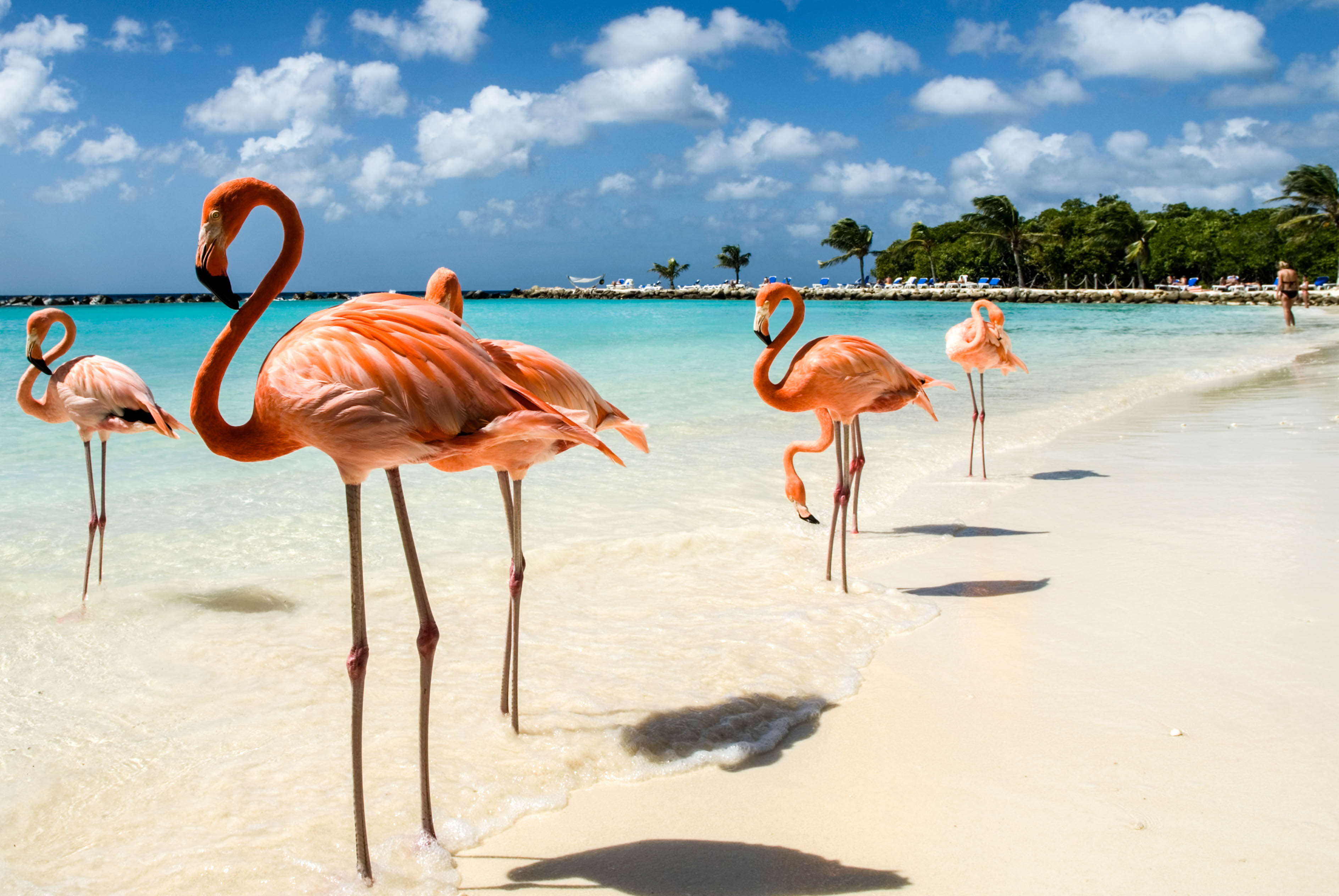 flamingos-on-the-beach-istock_8252068_large-2.jpg