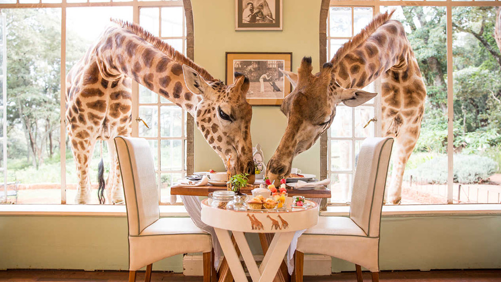 giraffe-manor-breakfast-with-giraffes.jpg