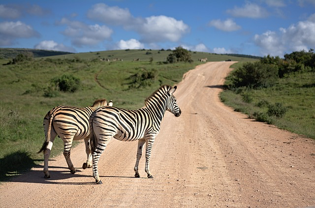 A zebra és a lámpa