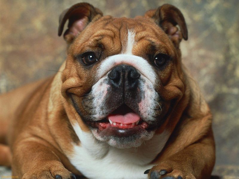 angol-bulldog-kutya-02.jpg