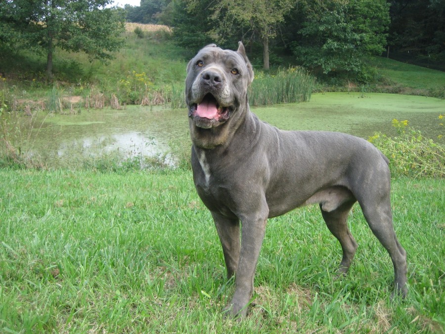 cane-corso-desktop-wallpaper.jpg