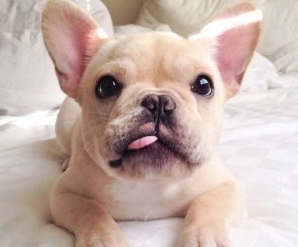 video-french-bulldog-puppies-bei.jpg
