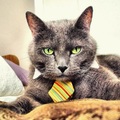 Feel like a boss