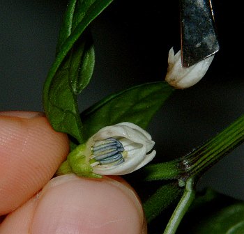 02_removing_corallas.jpg