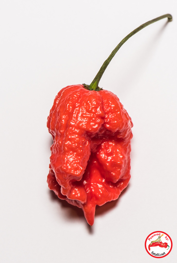 carolina_reaper_1.jpg