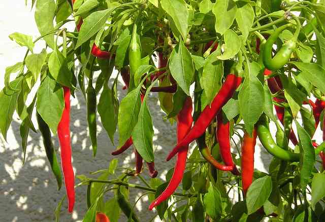 cayenne-pepper-plant-cc-maja-dumat.jpg