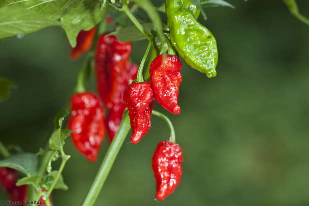 naga-morich-14.jpg