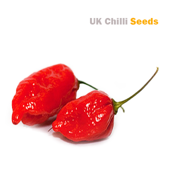 naga-morich-chilli-pepper-the-true-parent-of-the-dorset-naga-10-seeds-737-p.jpg