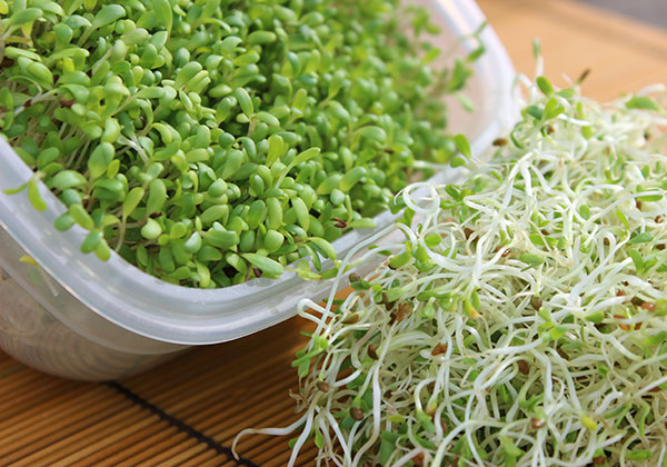 alfalfa-sprouts-nutrition-and-sprouting.jpg