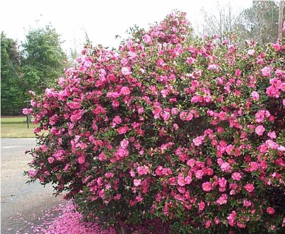 camellia-sasanqua.jpg