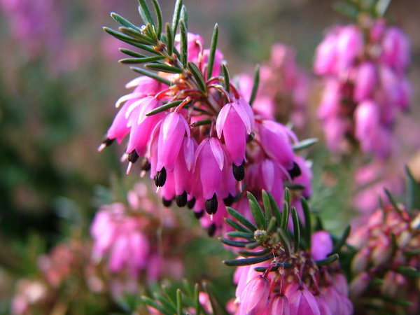 Erica Carnea