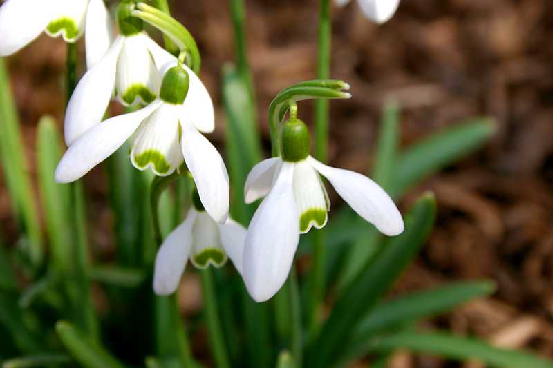 Galanthus nivalis