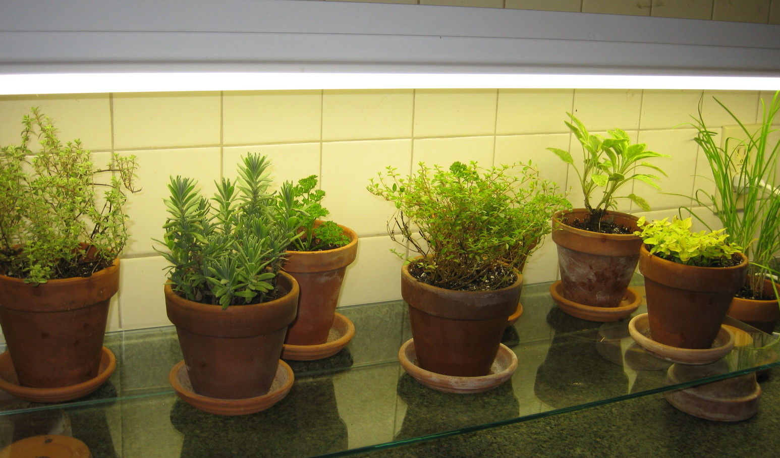 Ha növénymegvilágításra szánt fénycsövet teszünk a konyhapult feletti lámpába, máris növénybe borulhatnak a sötét konyhák is!