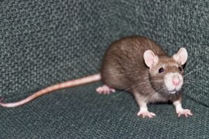 1078111_one_young_rat_in_the_corner_of_a_chair[1].jpg
