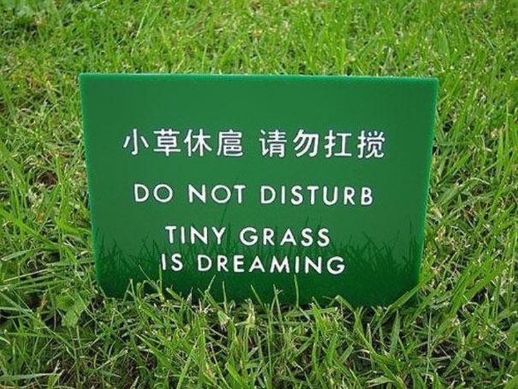 Funny-Chinese-Mistranslation-11grass dreaming.jpg