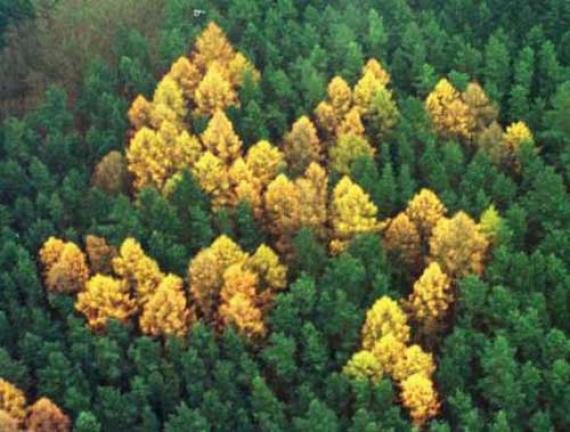 site-of-the-forest-swastika.14525.large_slideshow[1].jpg