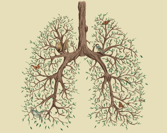 tree_lungs.jpg