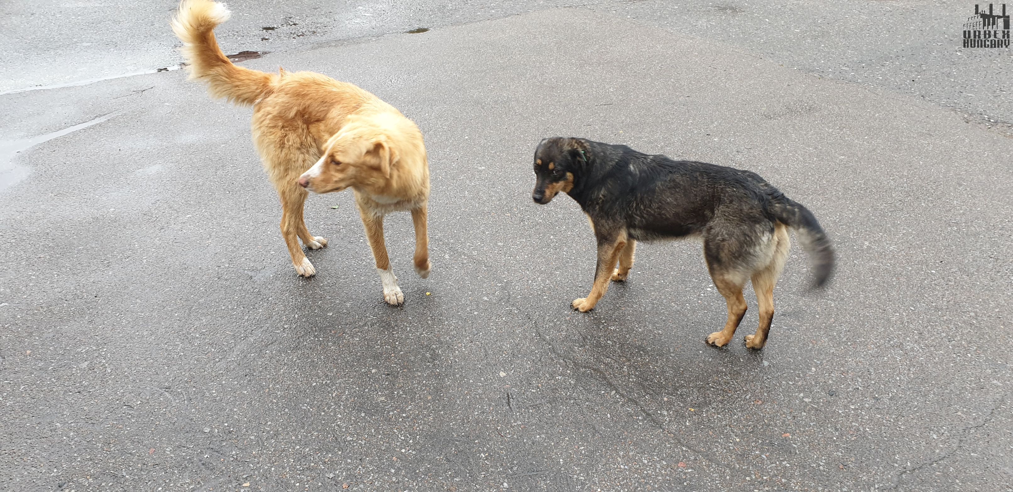 Kutyák Csernobilvárosban.