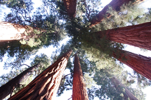 A világ legnagyobb fái - Sequoia Nemzeti Park