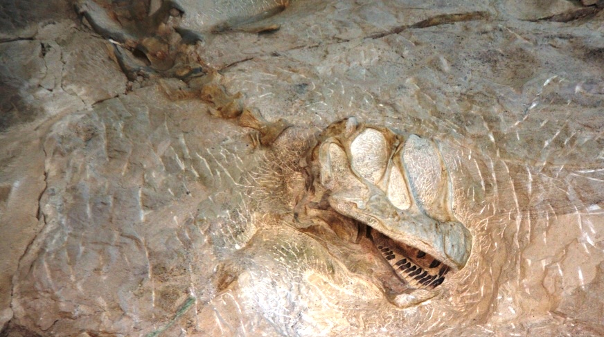 Camarasaurusz-fej.jpg