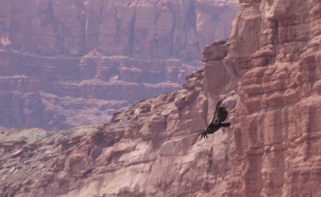 Condor in flight.jpg