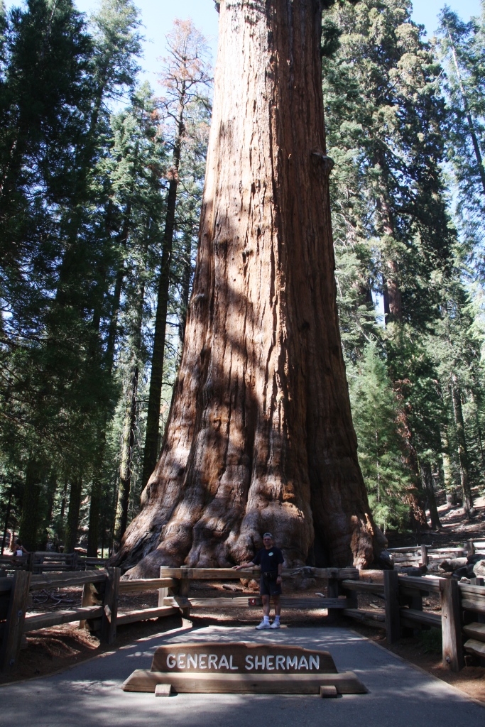 Sequoia_1.jpg