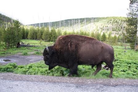 Yellowstone.jpg