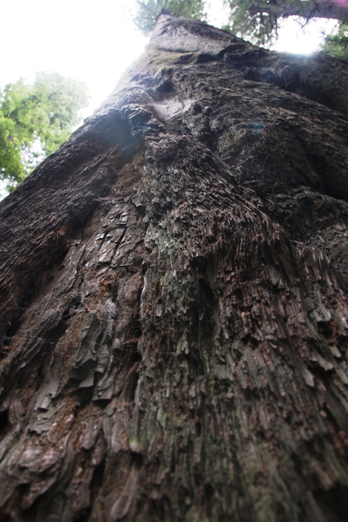 redwood5.jpg