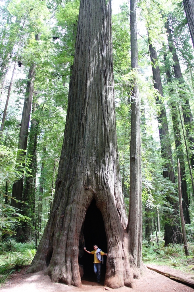 redwood6.jpg