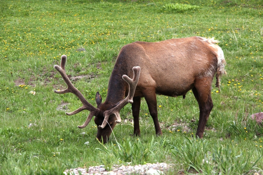 Szarvas is van bőven a parkban.