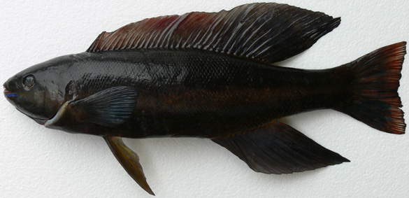 butterfish.jpg