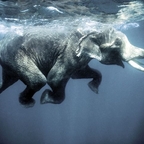 Az Úszó Elefántok Között - A Film