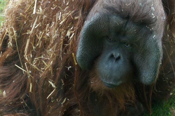 orang-utan.JPG