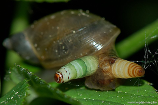 Zombik igenis léteznek - Walking Snails