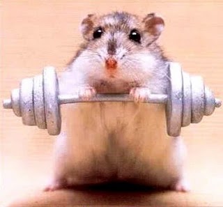 mouse-working-out.jpg