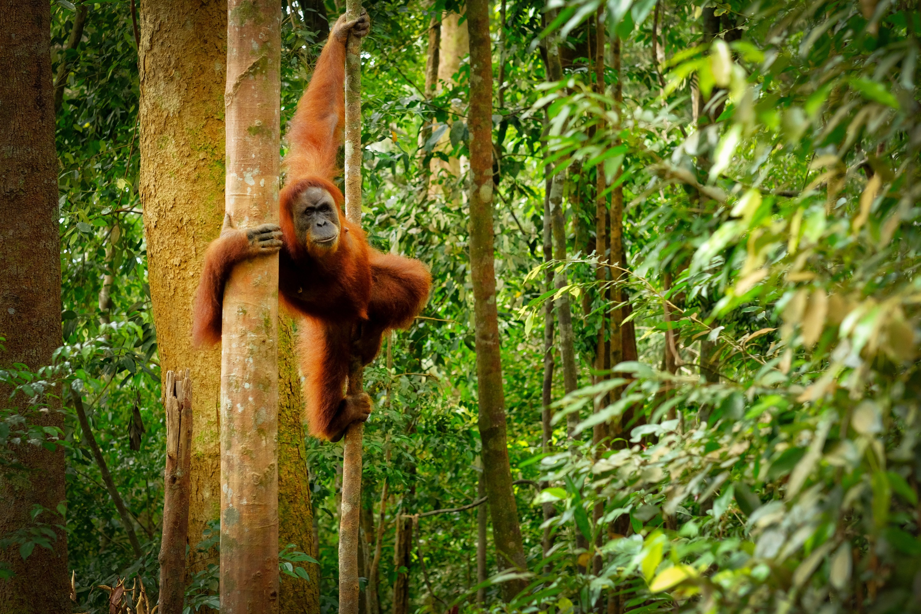 orangutan_2.jpg
