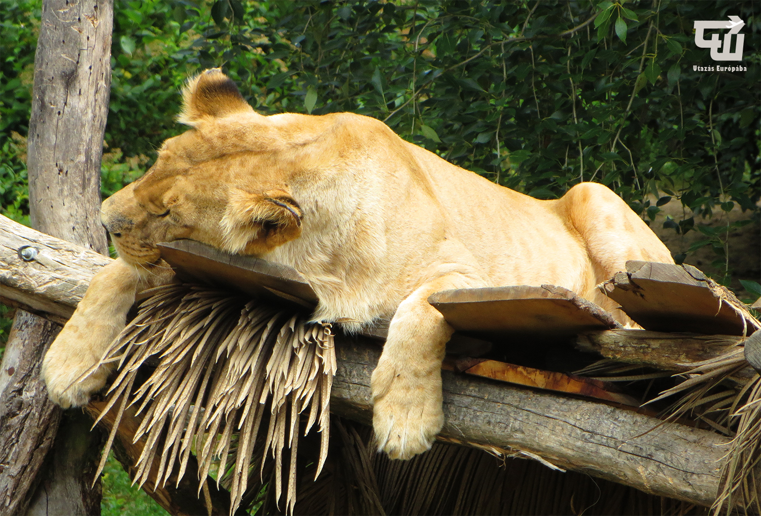 04_zoo_zlin_oroszlan_lion_allatkert_vadaspark_csehorszag_esko_czech_republic_utazas_europaba.JPG