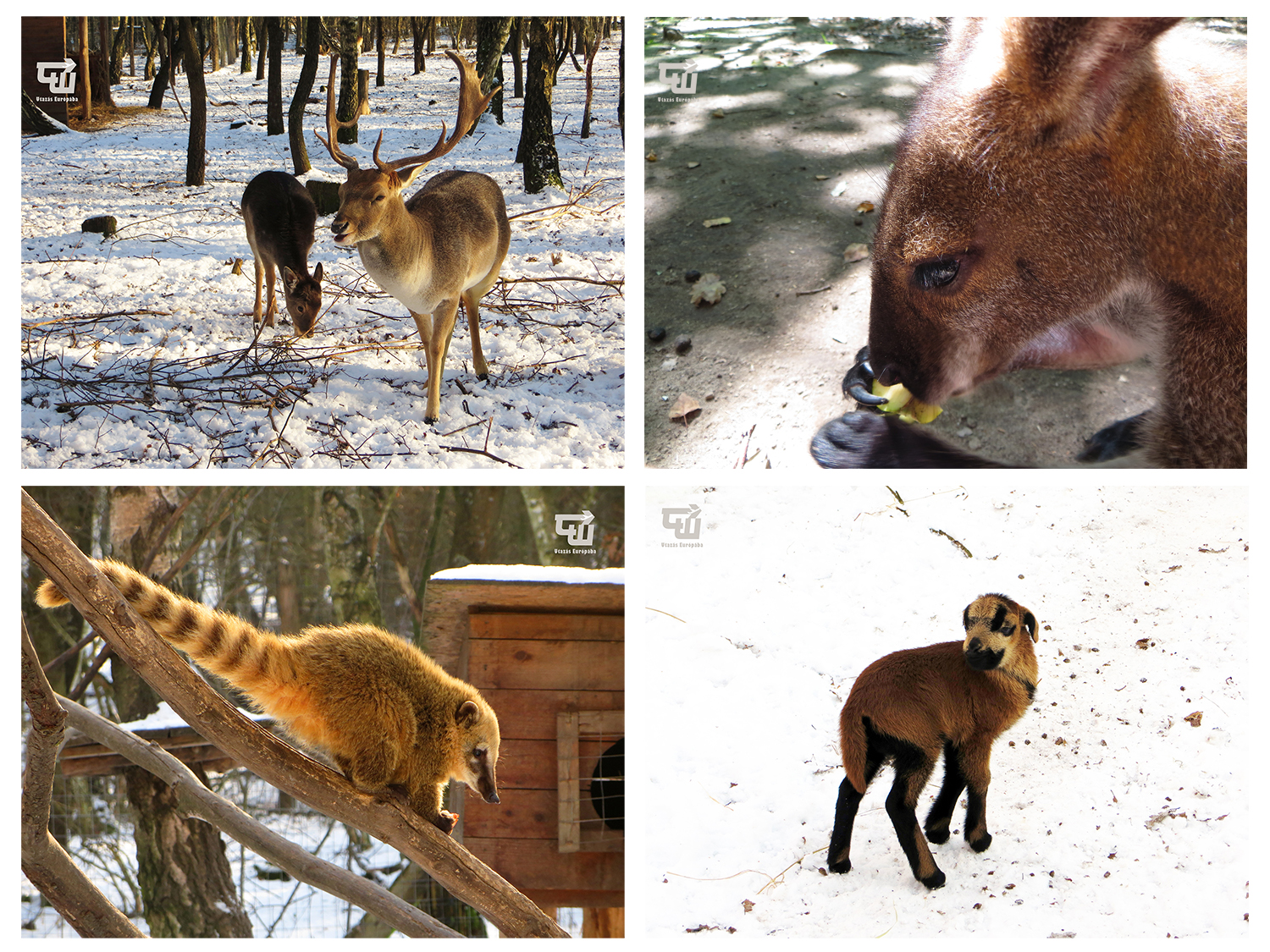 03_magyarorszag_hungary_ungarn_nyirjesi_fuveszkert_es_vadaspark_kenguru_kangaroo.jpg