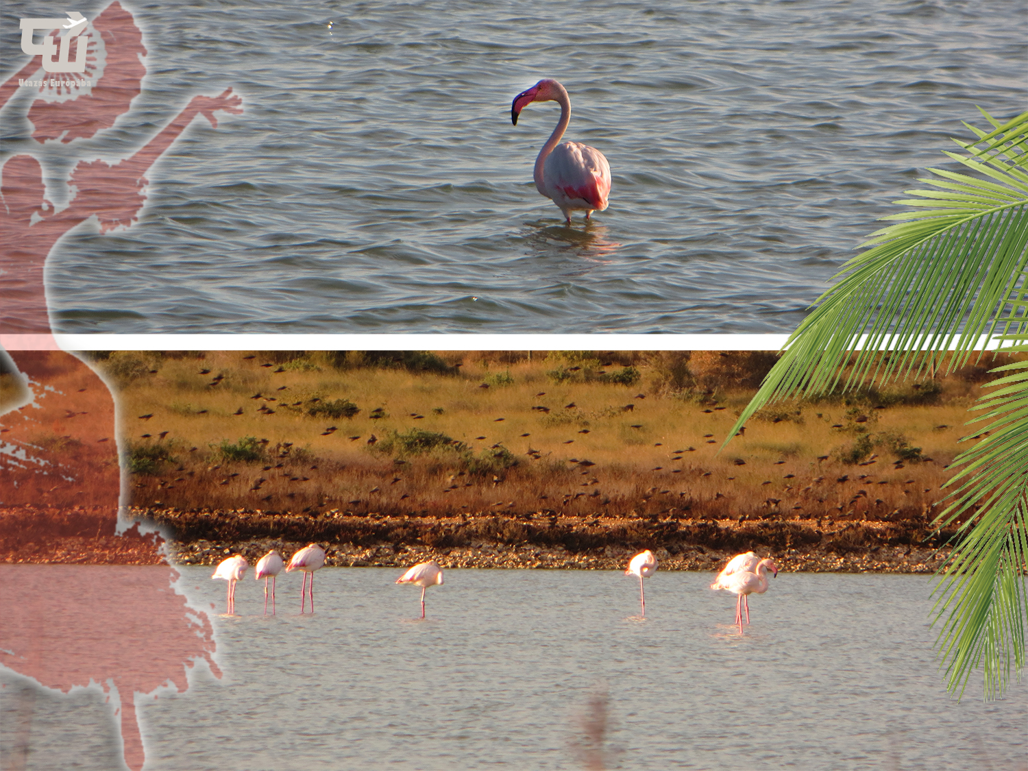 06_flamingo_flamenco_alicante_spanyolorszag_spain_espa_a.jpg